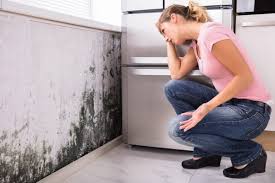 Why You Should Choose Our Mold Remediation Services in Placeholder8